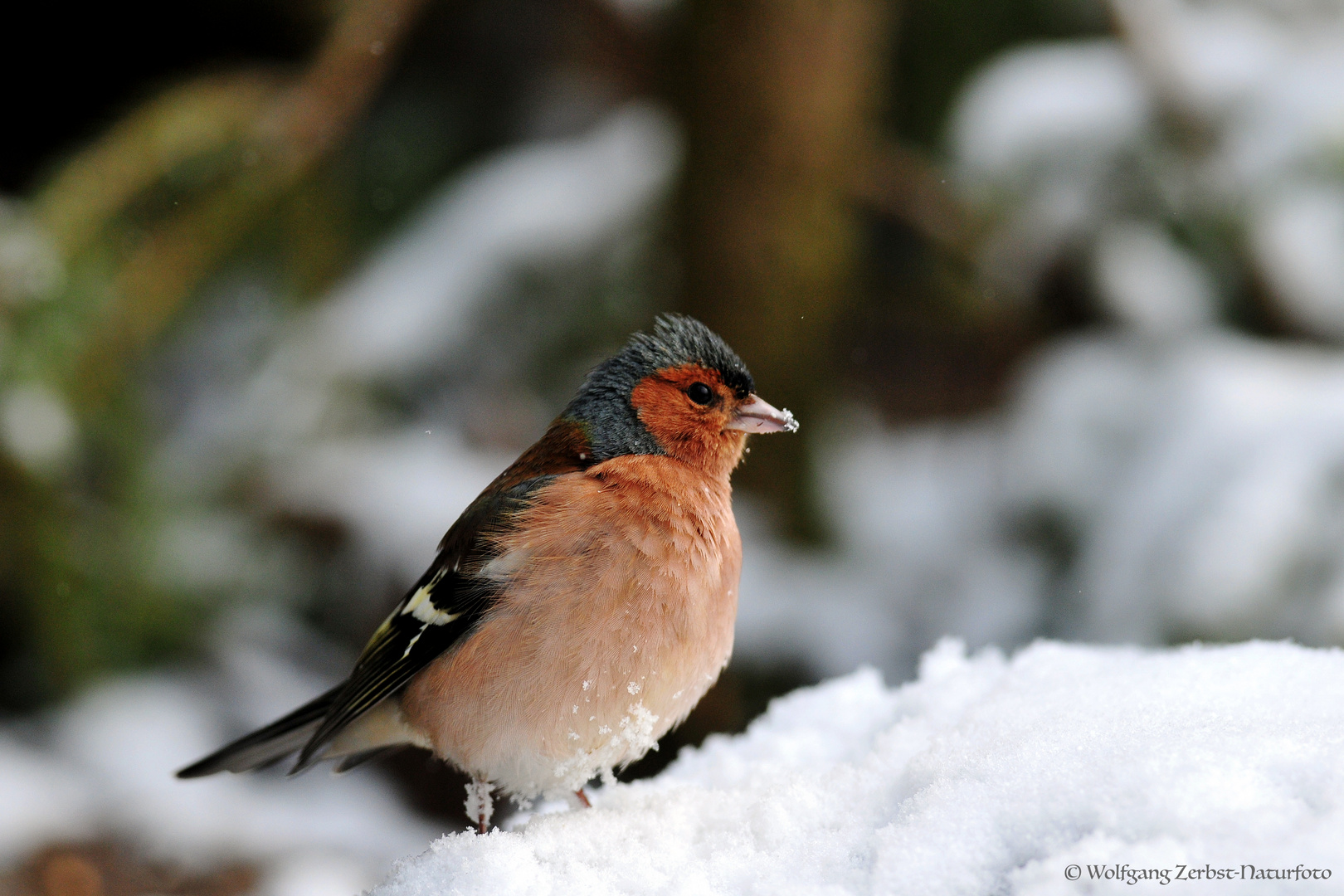 --- Buchfink ---        (Fringilla coelebs)