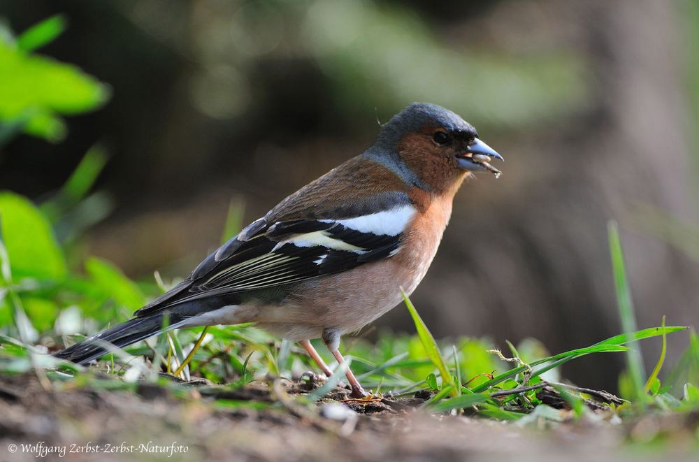 --- Buchfink --- ( Fringilla coelebs )