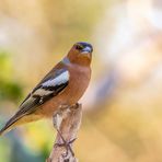 Buchfink (Fringilla coelebs)