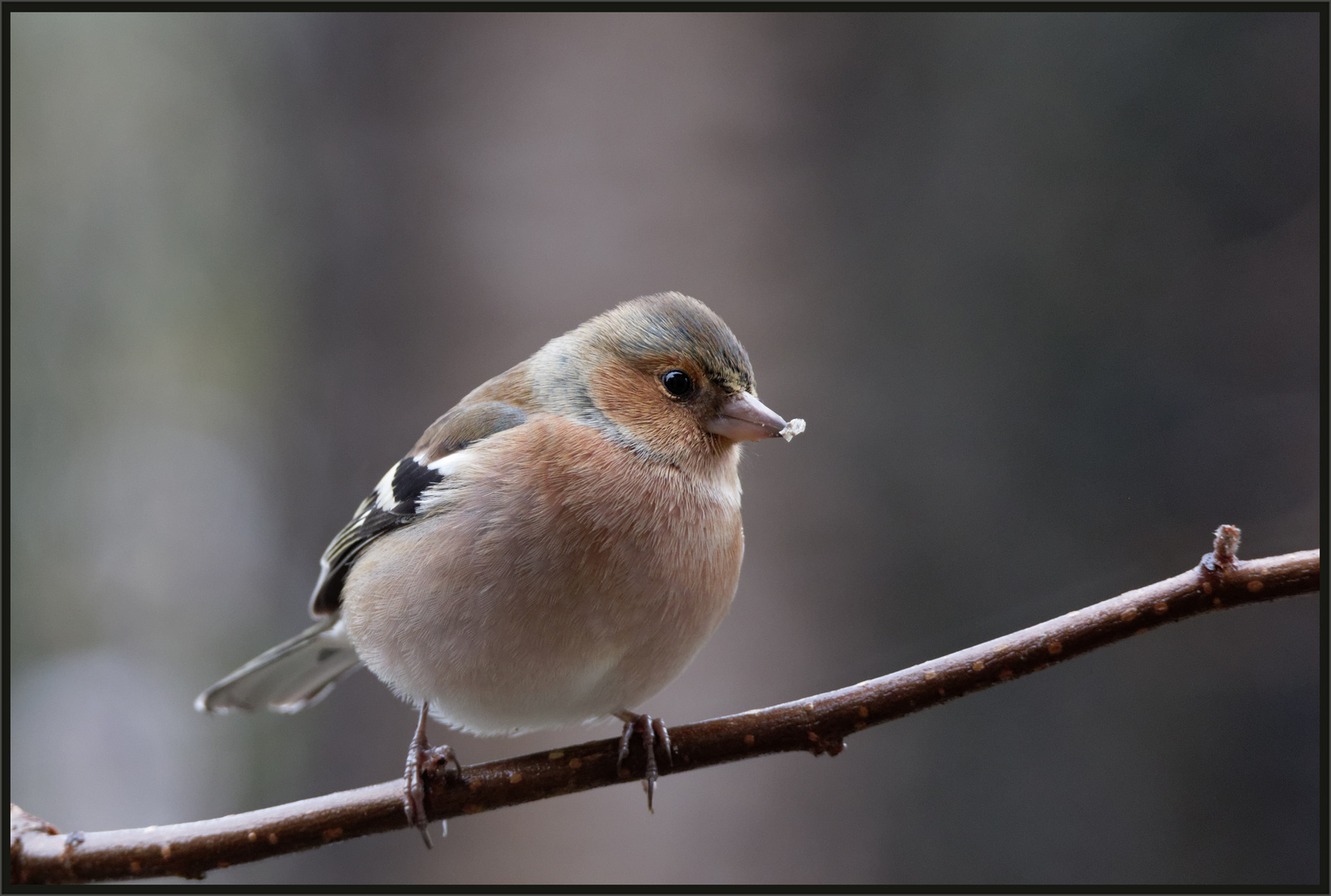 Buchfink (Fringilla coelebs)