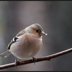 Buchfink (Fringilla coelebs)