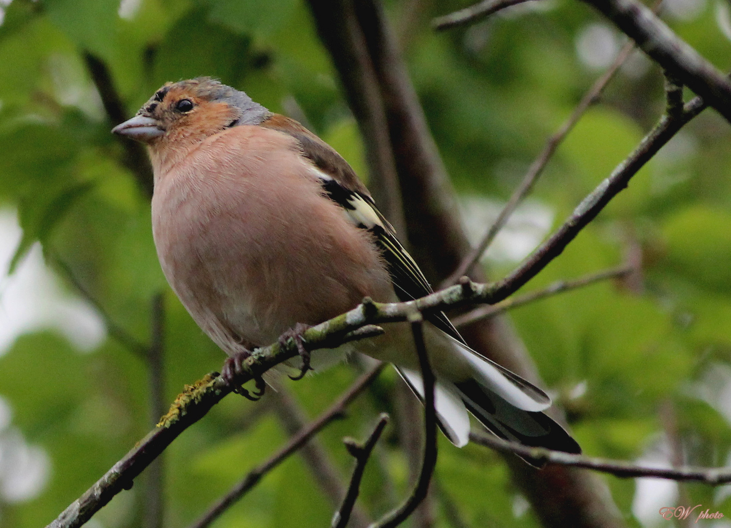 ~ Buchfink (Fringilla coelebs) ~