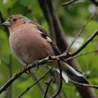 ~ Buchfink (Fringilla coelebs) ~