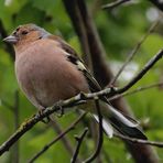 ~ Buchfink (Fringilla coelebs) ~