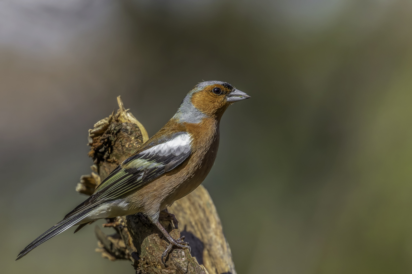 Buchfink (Fringilla coelebs)