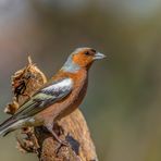 Buchfink (Fringilla coelebs)