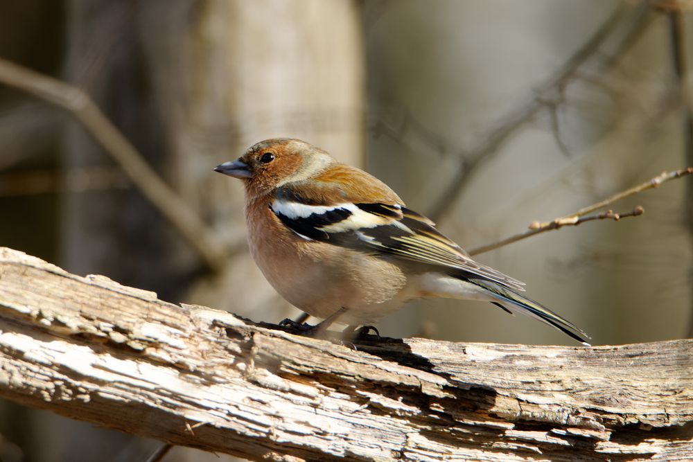 Buchfink (Fringilla coelebs)