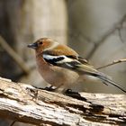 Buchfink (Fringilla coelebs)