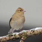 Buchfink (Fringilla coelebs)