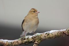 Buchfink (Fringilla coelebs)