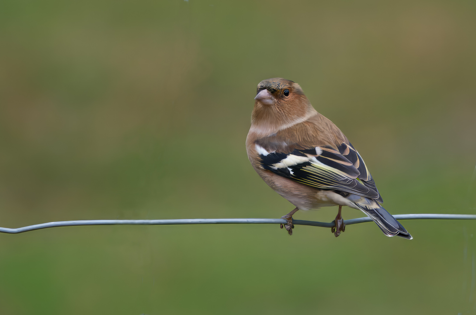 Buchfink (Fringilla coelebs)