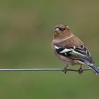 Buchfink (Fringilla coelebs)