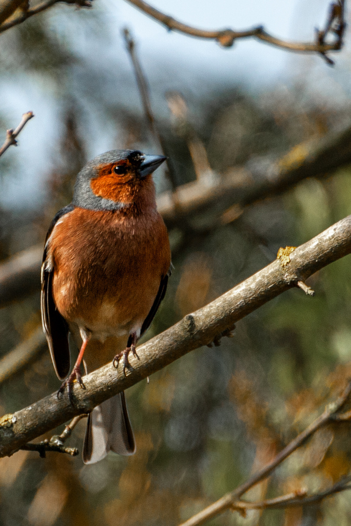 Buchfink (Fringilla coelebs)