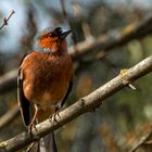 Buchfink (Fringilla coelebs)