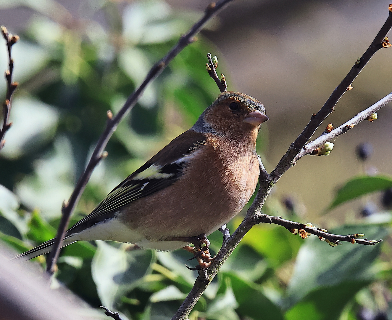  Buchfink (Fringilla coelebs) 