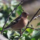  Buchfink (Fringilla coelebs) 