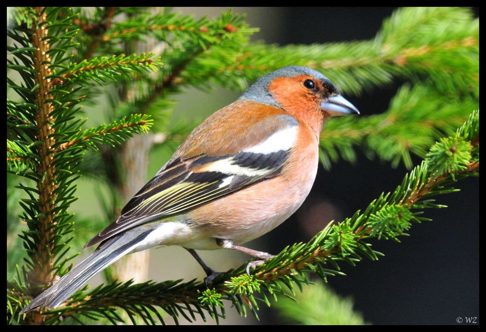 - Buchfink - ( Fringilla coelebs )