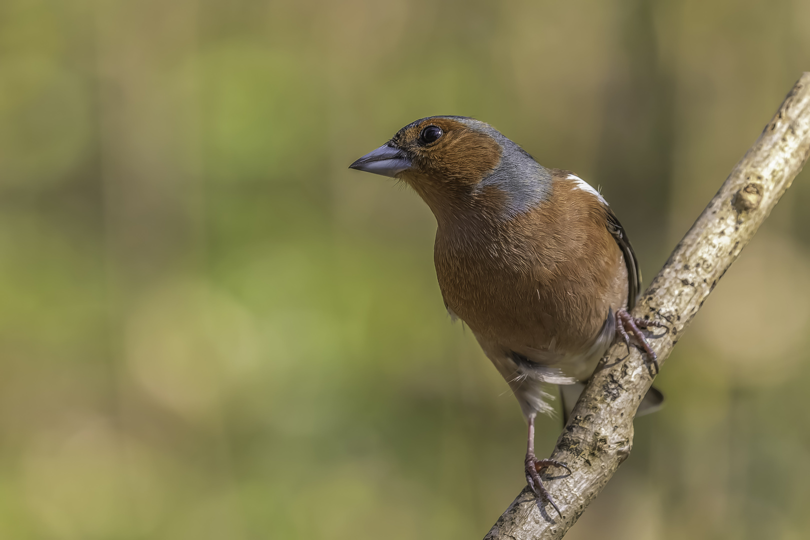 Buchfink (Fringilla coelebs)