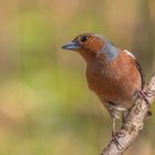 Buchfink (Fringilla coelebs)