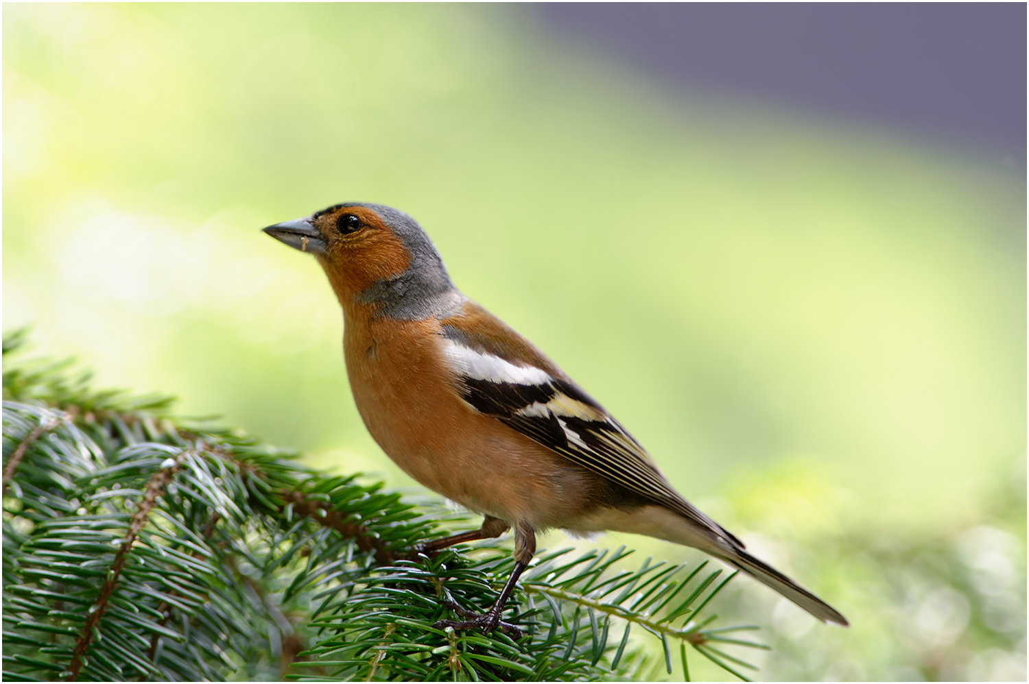 Buchfink ( Fringilla coelebs)