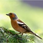 Buchfink ( Fringilla coelebs)