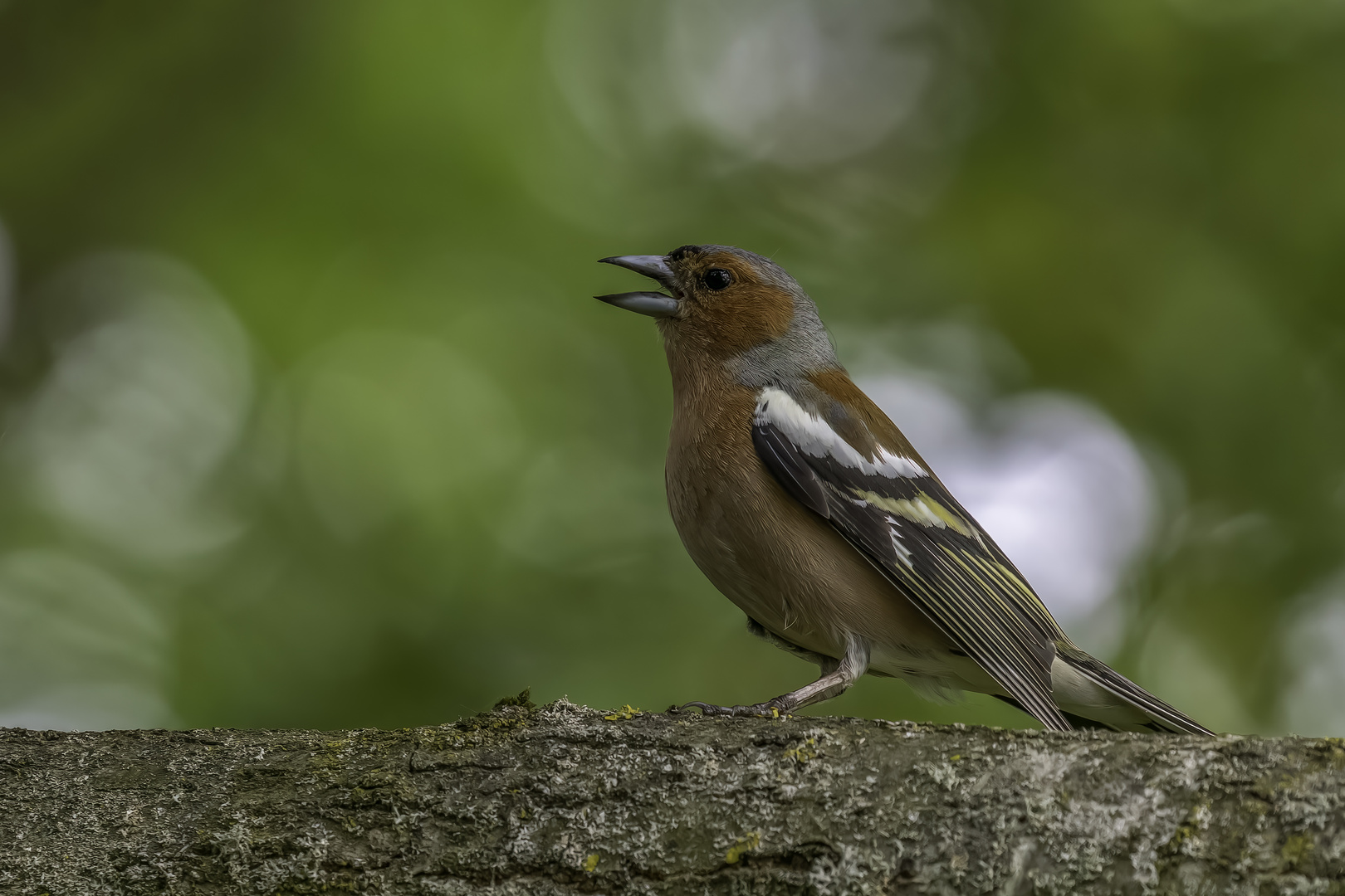 Buchfink (Fringilla coelebs)