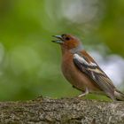 Buchfink (Fringilla coelebs)