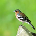 Buchfink (Fringilla coelebs)