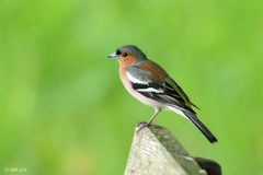 Buchfink (Fringilla coelebs)