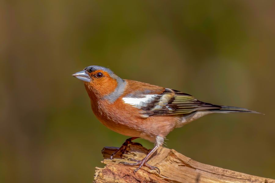 Buchfink (Fringilla coelebs)