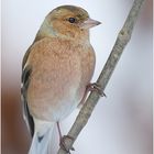 Buchfink ( Fringilla coelebs )