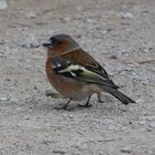 Buchfink (Fringilla coelebs)