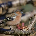 Buchfink (Fringilla coelebs) 