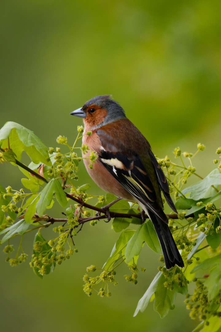 Buchfink [Fringilla coelebs]