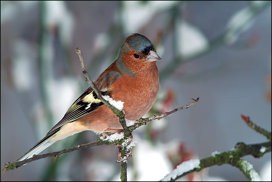 Buchfink (Fringilla coelebs)