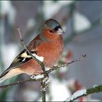 Buchfink (Fringilla coelebs)