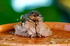 Buchfink (Fringilla coelebs)