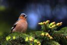 Buchfink (Fringilla coelebs) von Benedikt Mathweis 