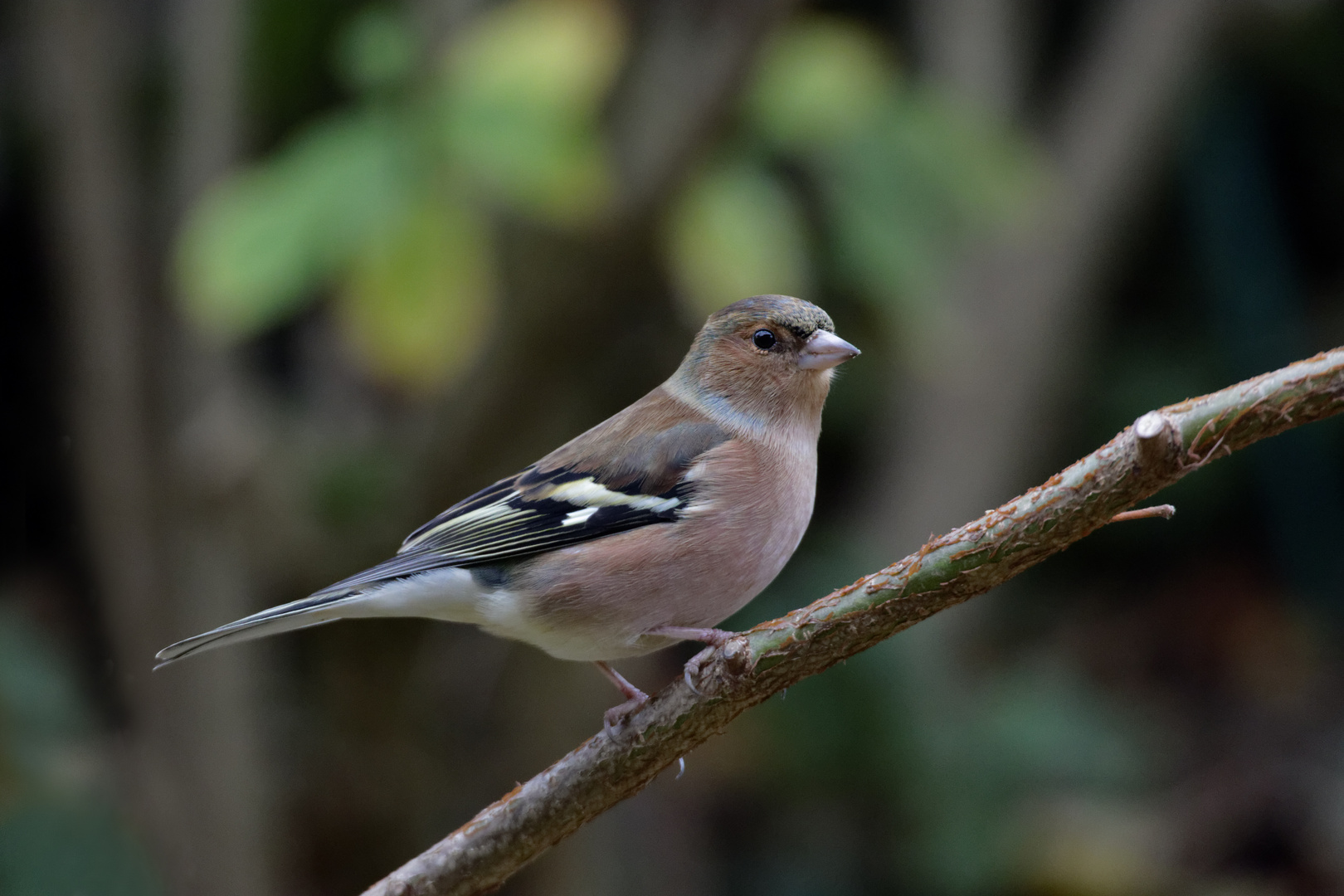 Buchfink (Fringilla coelebs)