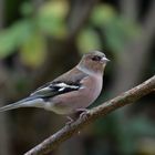 Buchfink (Fringilla coelebs)