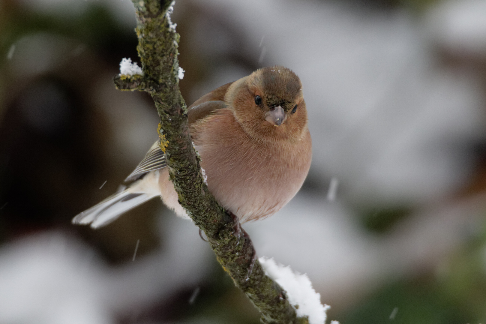 Buchfink (Fringilla coelebs)