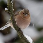 Buchfink (Fringilla coelebs)