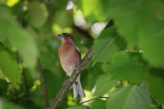 Buchfink (Fringilla coelebs)