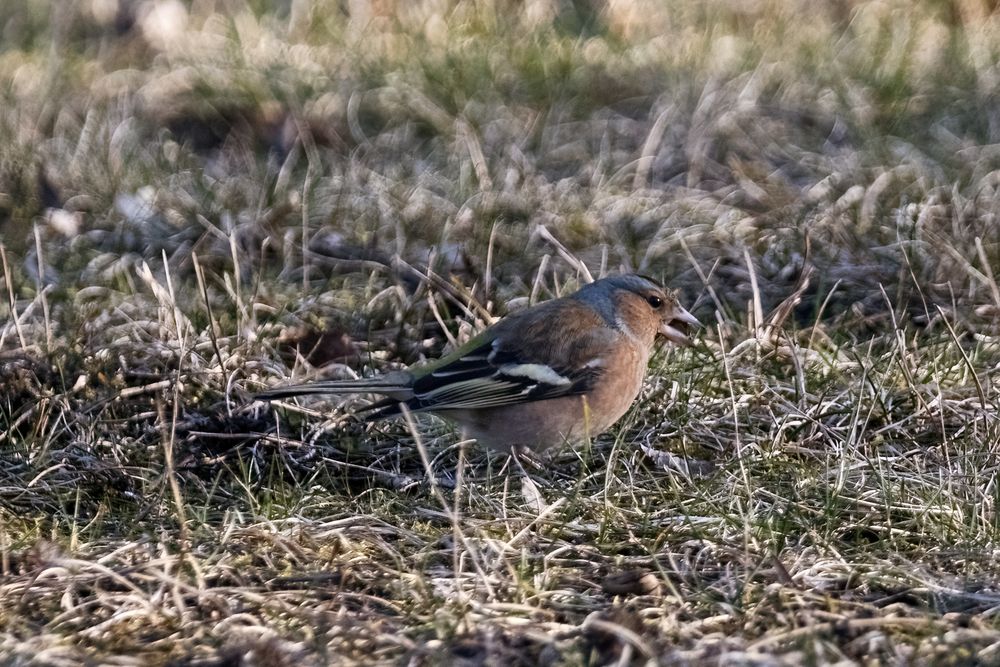 Buchfink (Fringilla coelebs)