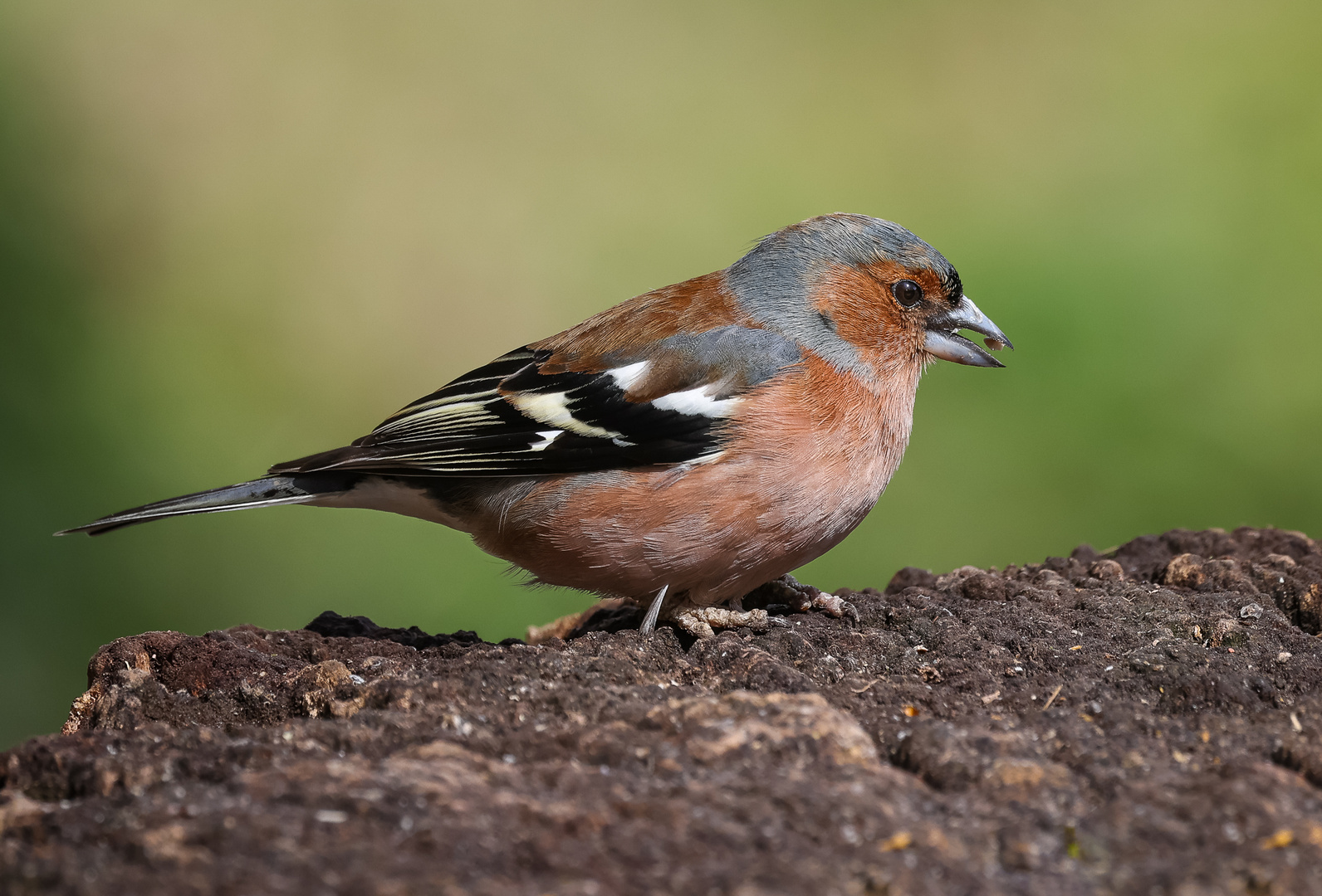 Buchfink (Fringilla coelebs)