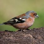 Buchfink (Fringilla coelebs)