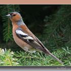 Buchfink (Fringilla coelebs)