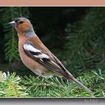 Buchfink (Fringilla coelebs)