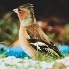 Buchfink (Fringilla coelebs)