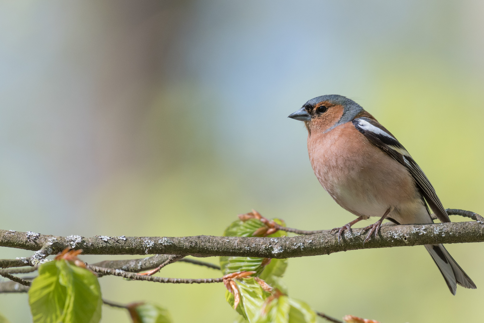 Buchfink (Fringilla coelebs), Bayern, Deutschland